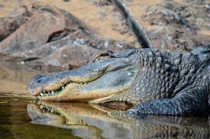 alligator i vattnet foto