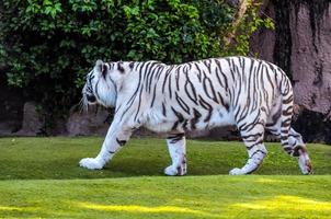 vit tiger i djurparken foto