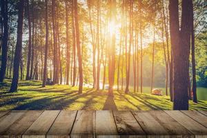 tall träd skog och trä planka golv med soluppgång. årgång stil. foto