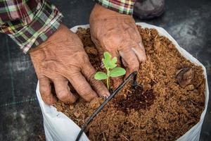 hand kvinna sådd fröplanta av vattenmelon i växthus. foto