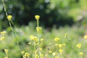 blommor blomning på sluttning foto