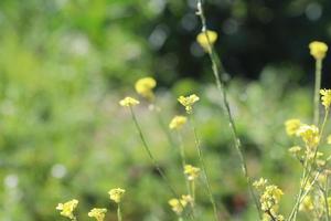 blommor blomning på sluttning foto