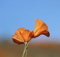 skön orange vallmo blomning under super blomma i solig kalifornien foto