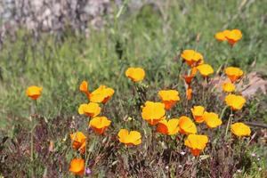 skön orange vallmo blomning under super blomma i solig kalifornien foto