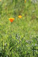 blommor blomning på sluttning foto