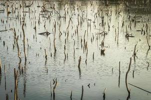 mangrove skog försämring, försämring mangrove skog är ett ekosystem den där har varit allvarligt nedbruten eller utslagen sådan till urbanisering, och förorening. ta vård och skydda de mangrove skog. foto