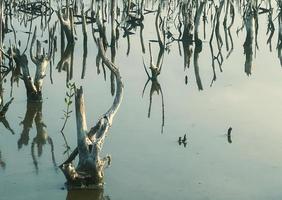 mangrove skog försämring, försämring mangrove skog är ett ekosystem den där har varit allvarligt nedbruten eller utslagen sådan till urbanisering, och förorening. ta vård och skydda de mangrove skog. foto