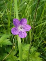 äng geranium. vild blommor. foto