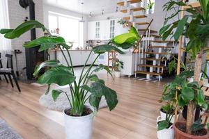 strelitzia nicolai närbild i de interiör på de stå. krukväxt växande och omtänksam för inomhus- växt, grön Hem i scandinavian loft stil med metall spis öppen spis med varm brand foto