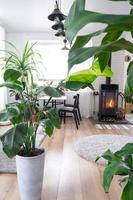 strelitzia nicolai närbild i de interiör på de stå. krukväxt växande och omtänksam för inomhus- växt, grön Hem i scandinavian loft stil med metall spis öppen spis med varm brand foto