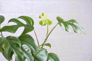 monstera minima rhaphidophora tetrasperma närbild blad i interiör på vitt tegel vägg. inlagd hus växter, grön Hem dekor, vård och odling foto