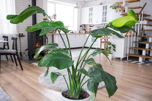 strelitzia nicolai närbild i de interiör på de stå. krukväxt växande och omtänksam för inomhus- växt, grön Hem i scandinavian loft stil med metall spis öppen spis med varm brand foto