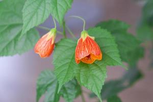 blommande orange klocka blomma abutilon närbild, en linbär från de malvaceae familj. vård och odling av inhemsk växter på de fönsterbräda. foto