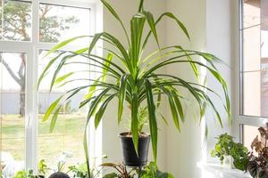 en stor inhemsk växt pandanus i de interiör av de hus på en stå. grön hus, hemplanta vård foto