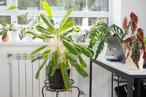 aglaonema närbild i de interiör på tabell. krukväxt växande och omtänksam för inomhus- växt, grön Hem foto