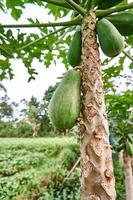 färsk och ung. en se av papaya träd på de plantage foto