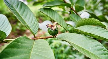 vibrerande grön guava. en färsk och fruktig skörda foto