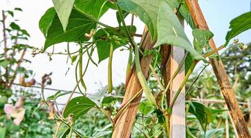 grön bönor växande färsk på de plantage foto