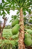 färsk och ung. en se av papaya träd på de plantage foto