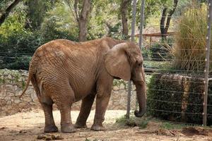 ett afrikansk elefant liv i en Zoo i israel. foto