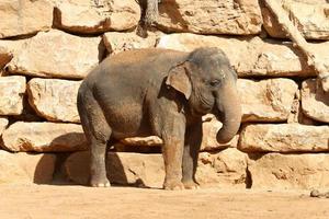 ett afrikansk elefant liv i en Zoo i israel. foto