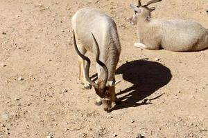 de antilop liv i de Zoo i tel aviv i israel. foto