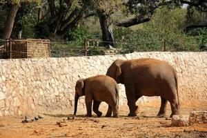 ett afrikansk elefant liv i en Zoo i israel. foto