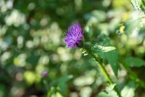 sugga tistel blomning. foto