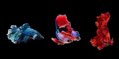 3 typer av betta fisk den där ha annorlunda färger foto