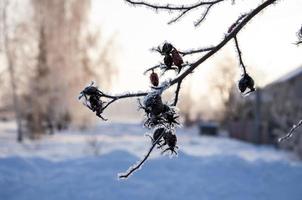 närbild träd gren täckt med frost i vinter- foto