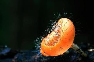 cookeina trikolom eller provins ascomycota med liten droppe på en död- trä i de regn skog foto