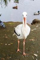 stork nära de sjö. porträtt av en stork foto