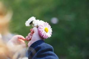 liten flicka med kamomill blommor i henne hand. flickor hand med kamomill blommor stänga foto