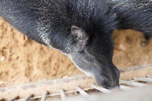 porträtt av en liten svart gris i de Zoo foto