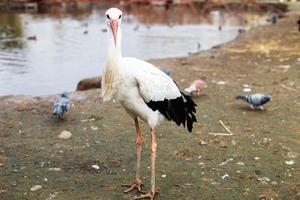 stork nära de sjö. porträtt av en stork foto