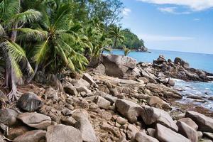 mahe Seychellerna kokos handflatan träd och fantastisk sten stenblock nära de Strand foto