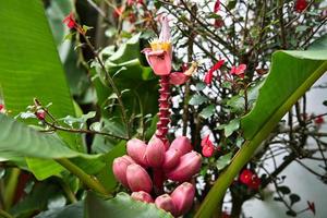 rosa sammet banan blomma på de blomma exotisk trädgård foto