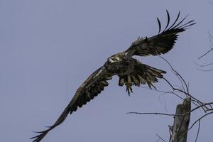 en juvenil skallig Örn flugor från dess abborre i Ontario, Kanada. foto