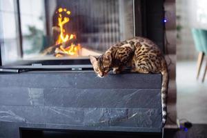 en bengal katt lögner nära de öppen spis och utseende ner uppmärksamt foto