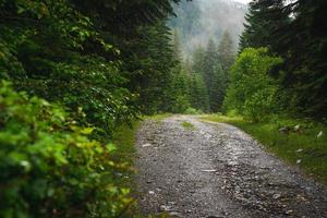 trän spår väg. sommar trän efter regn. förtrollade skog i dimma i morgon. landskap med gran träd, färgrik grön lövverk med blå dimma. natur bakgrund. mörk dimmig skog foto
