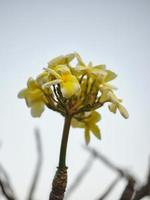 frangipani blommor eller plumeria blommor i de morgon- Sol foto