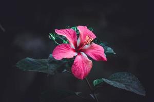 hibiskus reste sig, Kina reste sig, hawaiian hibiskus, reste sig malva blomma i de trädgård, selektiv fokus foto