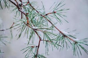 snö på tallbladen under vintersäsongen foto