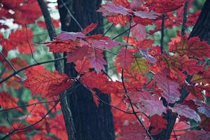 höstträd med röda blad foto