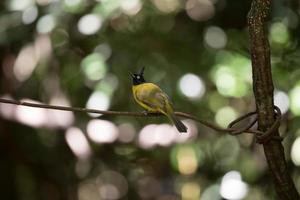 gul fågel på en gren foto