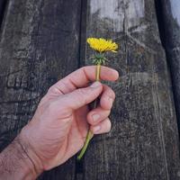 hand med en gul blomma foto