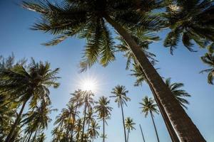 kokospalmer och blå himmel foto