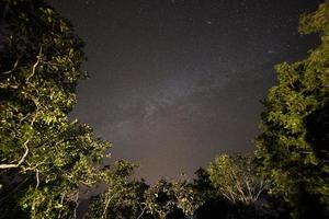 stjärnhimmel och träd foto