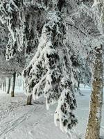 snöig frostig gran grenar. snöig vinter- bakgrund. naturlig skog ljus landskap. snöfall. en skön lång träd och en stigande himmel. en frostig magisk scen i ett utomhus- parkera. solig. ljust. foto