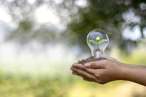 människor hand som håller energibesparande glödlampor och små träd planterade i glödlampor energibesparande och miljökoncept